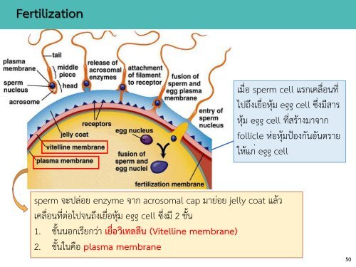 Reproductive system noon