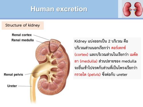 Excretory System