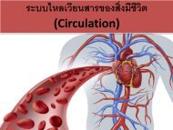 circulatory system pdf