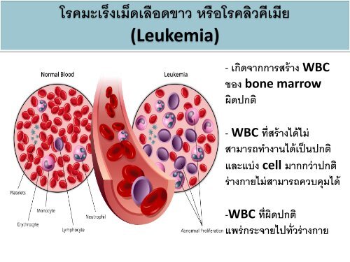 circulatory system pdf