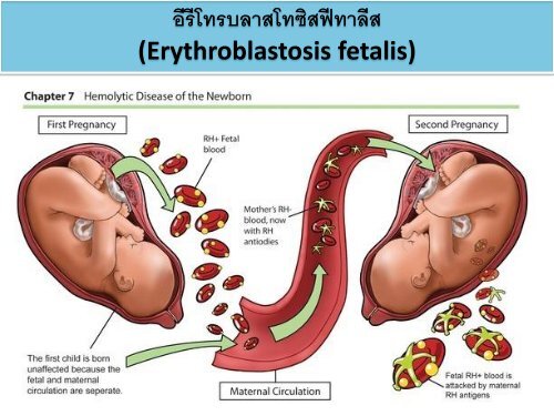 circulatory system pdf