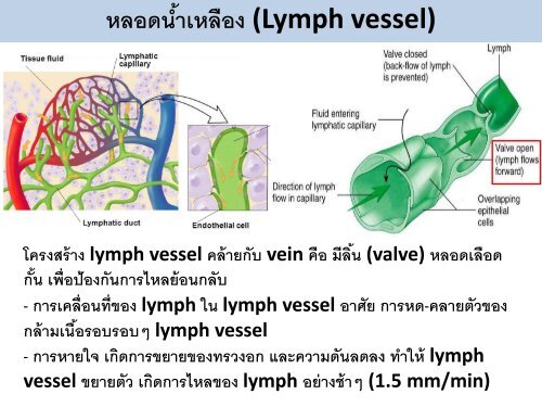 circulatory system pdf