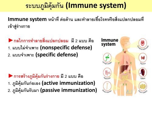 circulatory system pdf