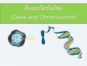 gene and chrmosome