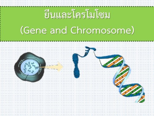 gene and chrmosome