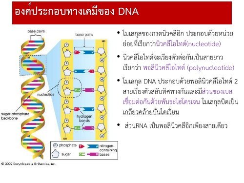 gene and chrmosome