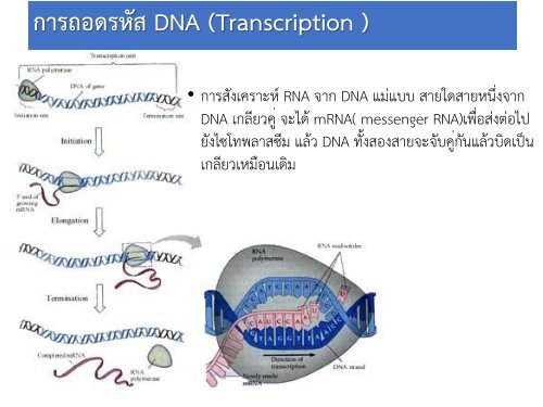 gene and chrmosome