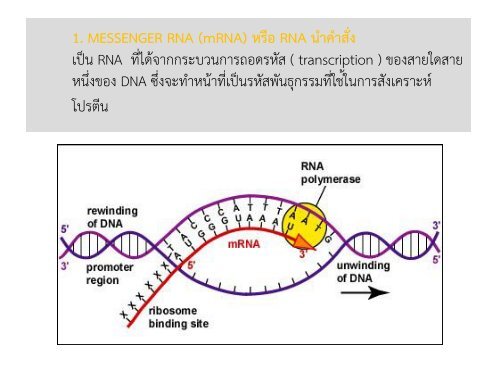 gene and chrmosome