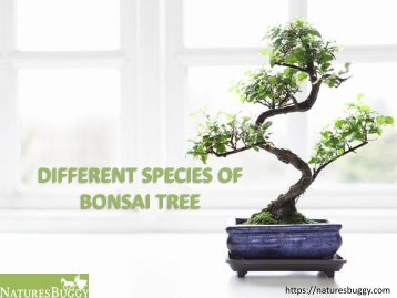 Different Species of Bonsai Tree