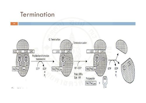 Protein_synthesis_2009 handout