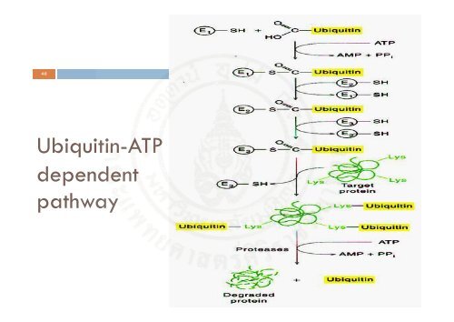 Protein_synthesis_2009 handout