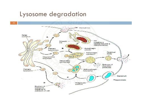 Protein_synthesis_2009 handout