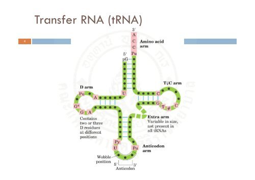 Protein_synthesis_2009 handout