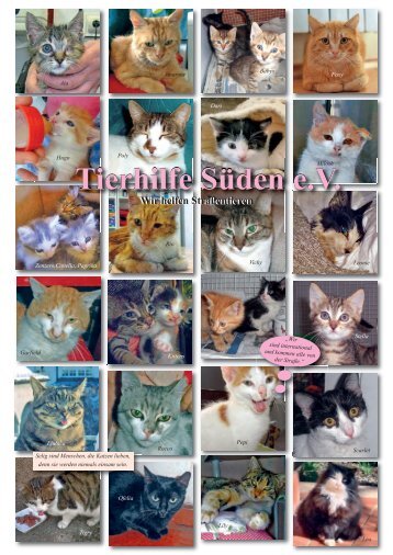Flyer für Katzenfreunde 2014