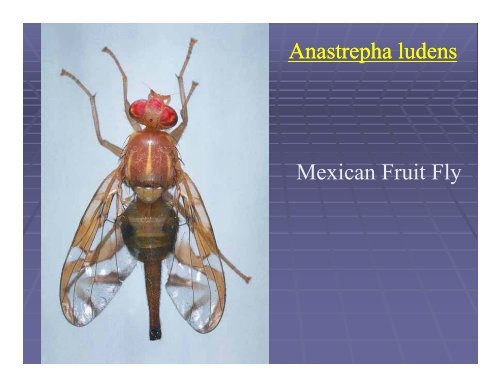Florida Exotic Fruit Fly Program