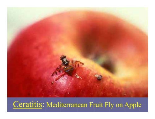 Florida Exotic Fruit Fly Program