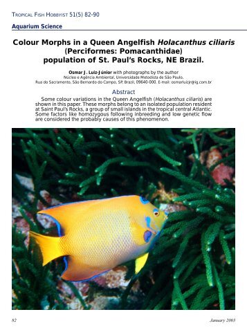 Colour Morphs in a Queen Angelfish Holacanthus ... - Brasil Mergulho