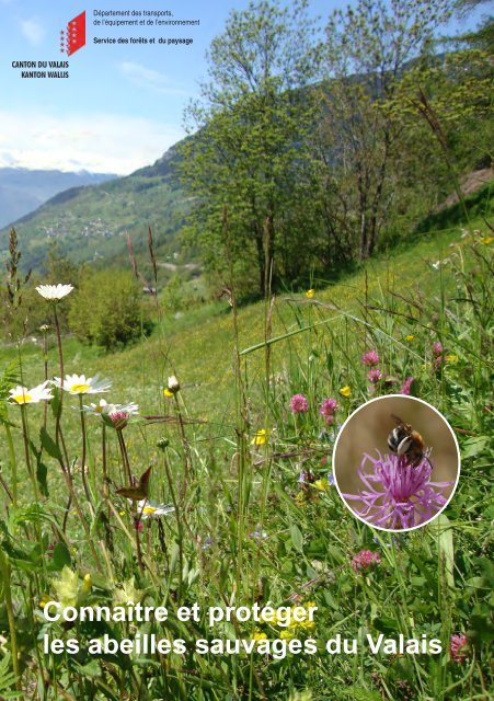 Connaître et protéger les abeilles sauvages du Valais