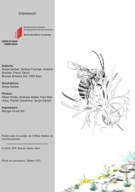 Connaître et protéger les abeilles sauvages du Valais