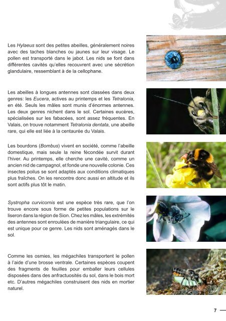 Connaître et protéger les abeilles sauvages du Valais