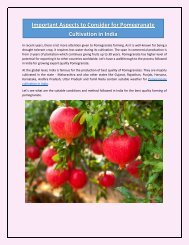 Important Aspects to Consider for Pomegranate Cultivation in India