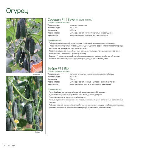 Купить Семена Огурцов Северин