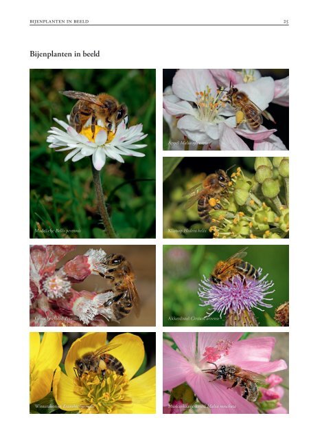 Bijenplanten_web