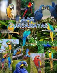 LAS GUACAMAYASs