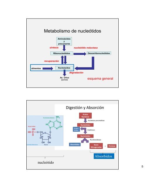 MetabolismoAcNucleicos2018-2p