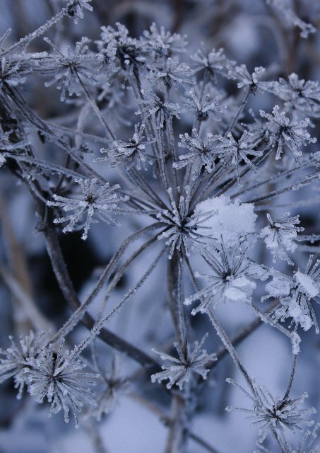 Winterruhe - Mit Achtsamkeit zum Glück