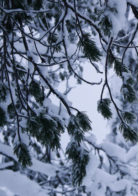 Winterruhe - Mit Achtsamkeit zum Glück