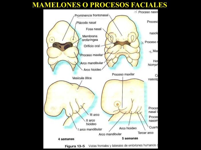 Labios Rombicos DESARROLLO EMBRIOLÓGICO