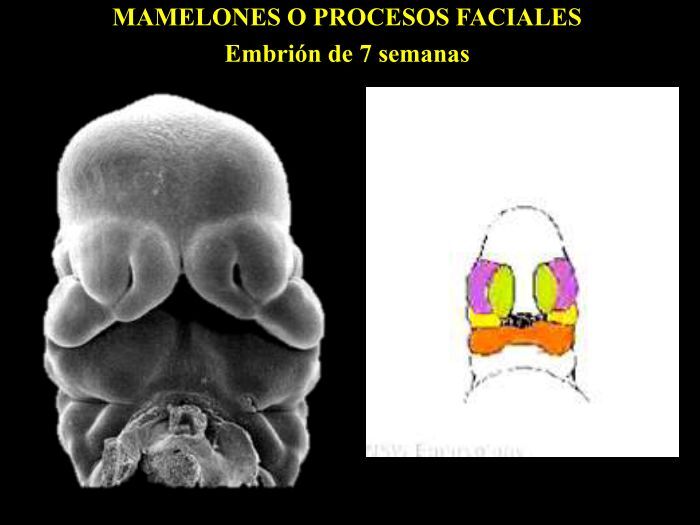 Labios Rombicos DESARROLLO EMBRIOLÓGICO