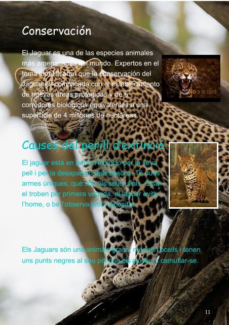 Revista - Endangered Animals