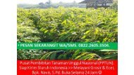 DISKON!!!, WA +62 822-2605-3504, Jual Bibit Durian Bawor Di Surabaya
