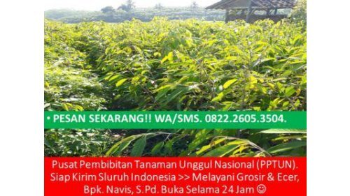 DISKON!!!, WA +62 822-2605-3504, Jual Bibit Durian Bawor Di Surabaya