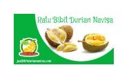 TERMURAH!!!, WA +62 822-2605-3504, Jual Bibit Durian Bawor Magelang