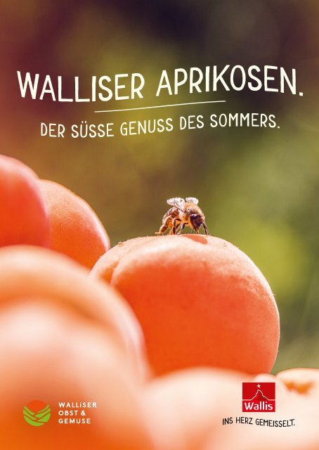 Walliser Aprikosen - der süsse Genuss des Sommers