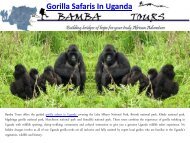 Gorilla Safaris In Uganda