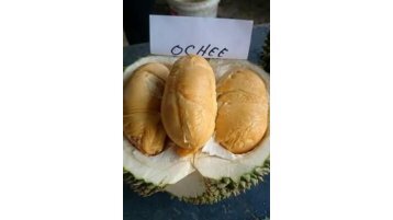 PDF TERBAIK!!!, WA +62 822-2605-3504, Jual Bibit Durian Bawor Di Lampung