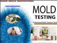 Professional Mold  Cleaners Team