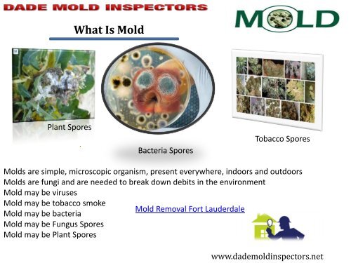 Professional Mold  Cleaners Team