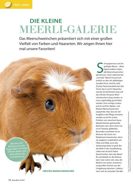 Dehner Magazin - 3/2018