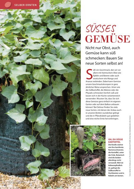 Dehner Magazin - 3/2018