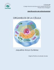 JACKY- ORGANELOS DE LA CELULA