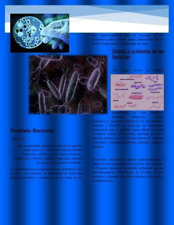 Dominio Bacteria