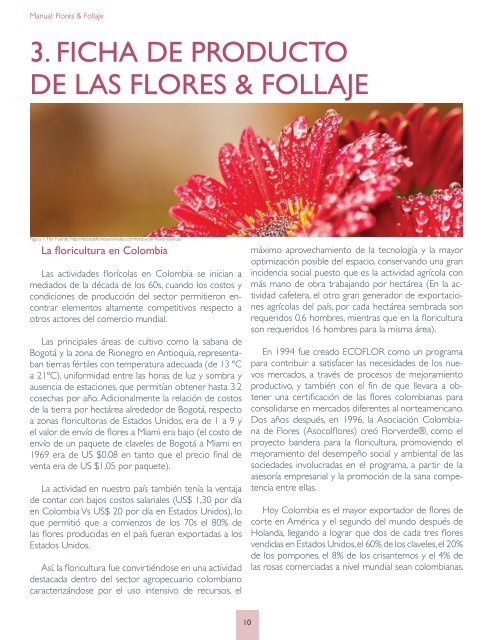 Flore++Follajes
