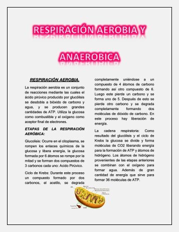 RESPIRACIÓN AEROBIA Y ANAEROBICA 3