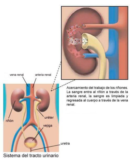 REVISTA CASI ACABADA (CONTENIDO)