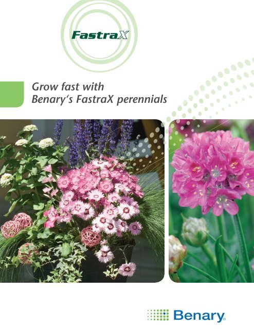 Grow fast with Benary's FastraX perennials